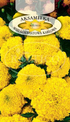 Aksamitka wzniesiona karłowa – Żółta
