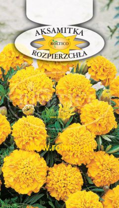 Aksamitka rozpierzchła – Żółta