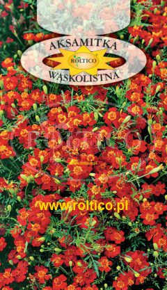Aksamitka wąskolistna – Czerwona