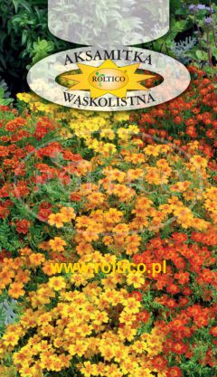 Aksamitka wąskolistna – Mieszanka