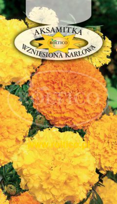 Aksamitka wzniesiona karłowa – Mieszanka