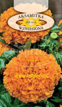 Aksamitka wzniesiona – Pomarańczowa