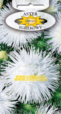 Aster igiełkowy – Biały