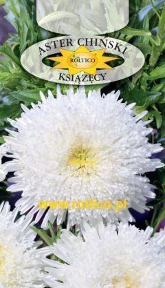 Aster książęcy – Biały