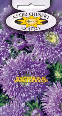 Aster książęcy – Fioletowy