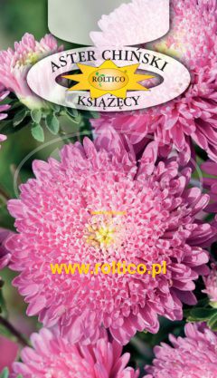 Aster książęcy – Różowy