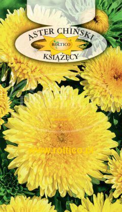 Aster książęcy – Żółty