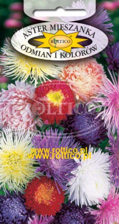 Aster mix odmian i kolorów – Mieszanka
