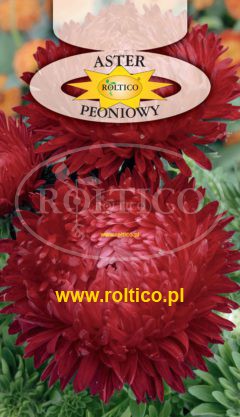 Aster peoniowy – Czerwony