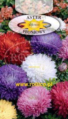 Aster peoniowy – Mieszanka