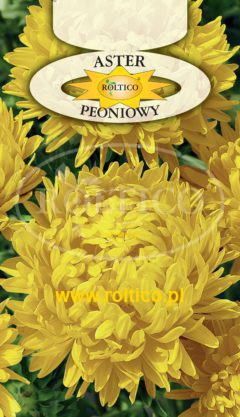Aster peoniowy – Żółty