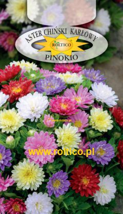 Aster pinokio – Mieszanka