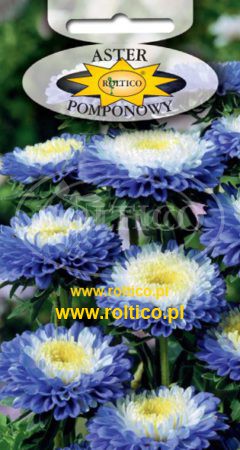 Aster pomponowy dwubarwny – Niebieski z białym środkiem