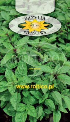 Bazylia Właściwa