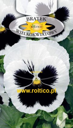 Bratek ogrodowy – Biały z plamą