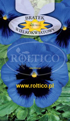 Bratek ogrodowy – Niebieski z plamą