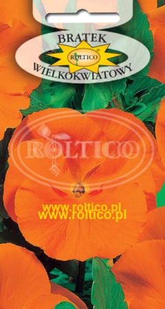 Bratek ogrodowy – Pomarańczowy