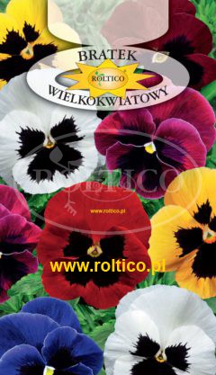 Bratek ogrodowy – Mieszanka