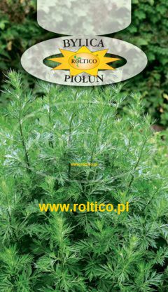 Bylica Piołun