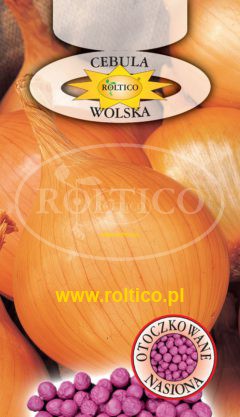 Cebula jadalna Wolska