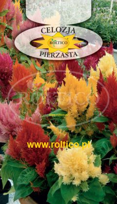 Celozja pierzasta – Mieszanka