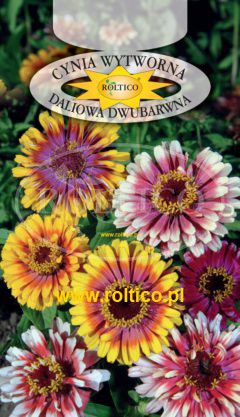 Cynia wytworna daliowa dwubarwna – Caroussel – mieszanka