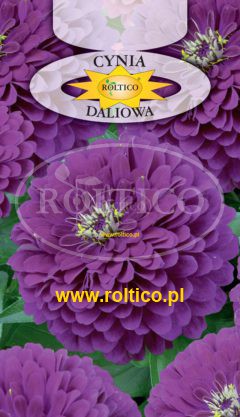 Cynia wytworna daliowa – Fioletowa