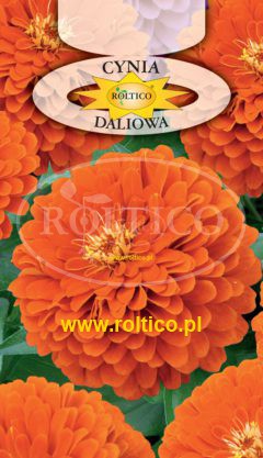 Cynia wytworna daliowa – Pomarańczowa