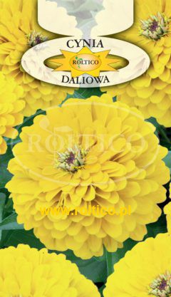 Cynia wytworna daliowa – Żółta