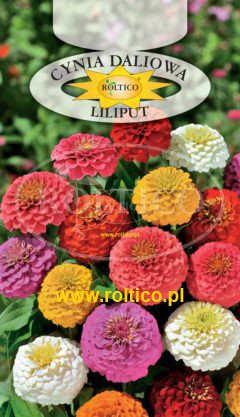 Cynia wytworna daliowa – Karłowa – Liliput