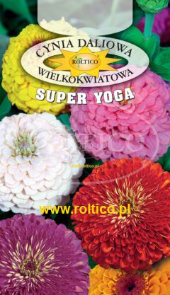 Cynia o dużych kwiatach – Mieszanka (Super Yoga)