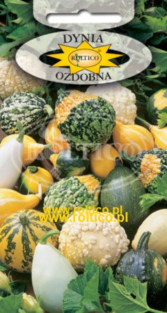 Dynia ozdobna – Mieszanka