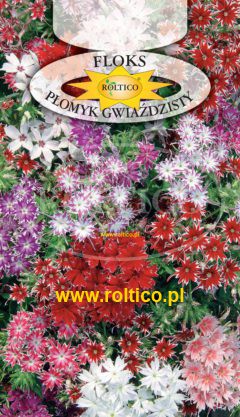 Floks gwiaździsty – Mieszanka