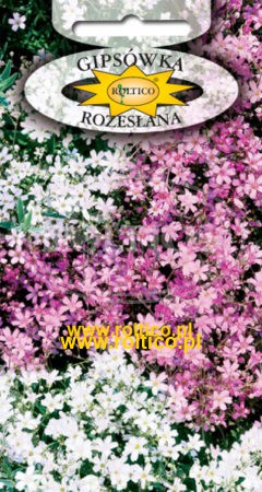 Gipsówka rozesłana – Biało-różowa