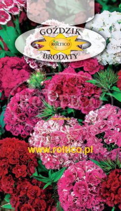 Goździk brodaty – Pełny Mieszanka