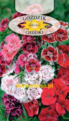 Goździk chiński – Mieszanka