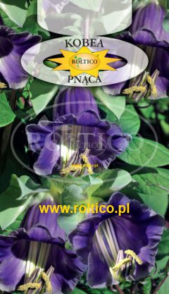 Kobea pnąca – Fioletowa