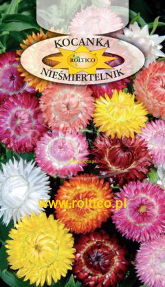 Kocanka Nieśmiertelnik – Mieszanka
