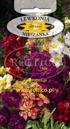 Lewkonia letnia – Mieszanka