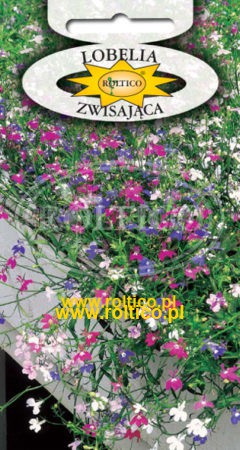 Lobelia zwisająca – Mieszanka