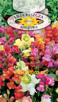 Lwia paszcza – Karłowa – mieszanka