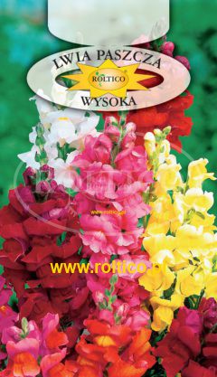 Lwia paszcza – Wysoka – mieszanka