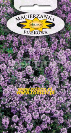 Macierzanka piaskowa