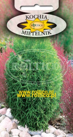 Mietelnik – Cyprus letni