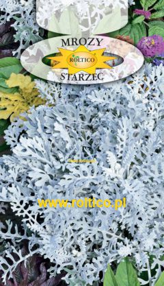Starzec, Mrozy