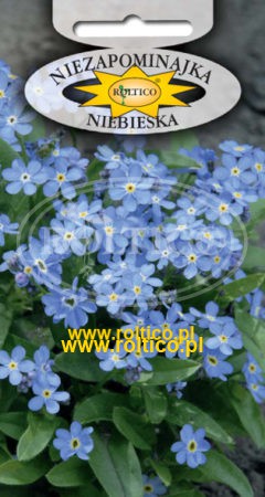 Niezapominajka alpejska – Niebieska