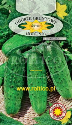 Ogórek gruntowy Borus – mieszaniec F1