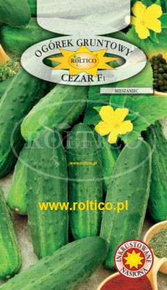 Ogórek gruntowy Cezar – mieszaniec F1