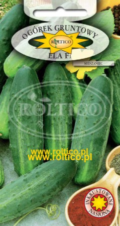 Ogórek gruntowy Ela – mieszaniec F1