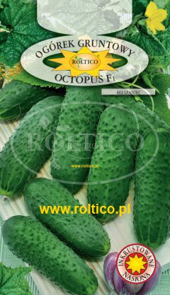 Ogórek gruntowy Octopus – mieszaniec F1